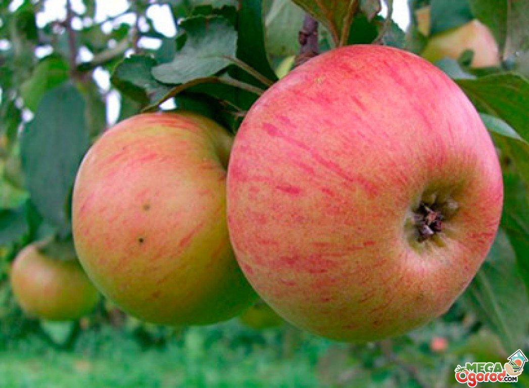 Сладкие сорта яблок для Подмосковья